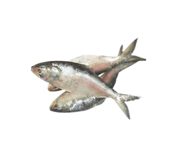 Hilsha Fish Cut Clean (500g)