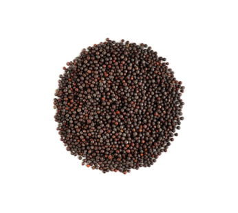 Mustard Seed (500g) マスタードシードブラック