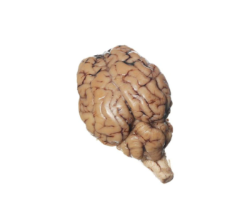 Sheep Brain (600-750g) 羊の脳