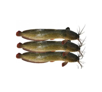 Shing Fish [Stinging Catfish] (600g)