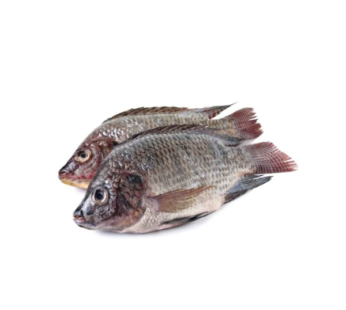 Tilapia Fish Whole Frozen Cleaned (400-600g) ティラピアフィッシュ全冷凍洗浄